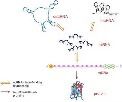 Novel regulatory role of non-coding RNAs in ankylosing spondylitis